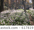 dogtooth violet, koran valley 617819