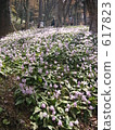 dogtooth violet, koran valley 617823