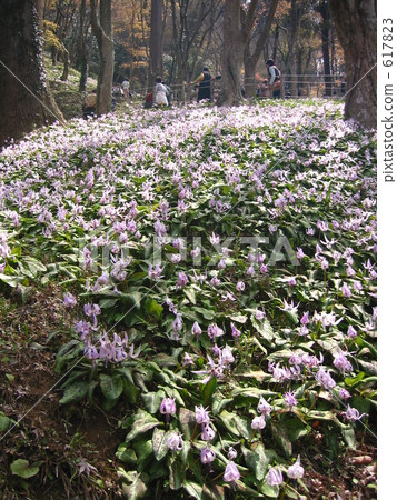 dogtooth violet, koran valley 617823