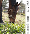 Horses eating grass 617985