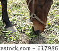 Horses eating grass 617986