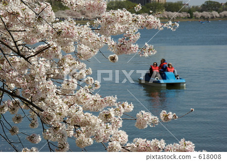 Tidal Basin and Sakura Tidal Basin and Sakura 618008