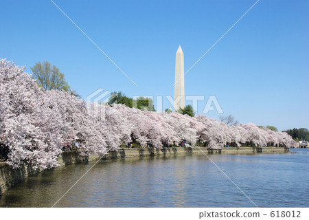 Washington monument and row of cherry blossoms Washington monument and row of cherry blossoms 618012