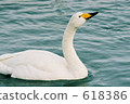 Abashiri-kan湖天鵝公園天鵝 618386