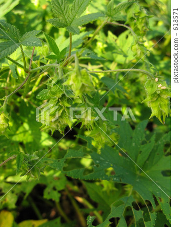 kanamugra的刺 kanamugra的刺 618571