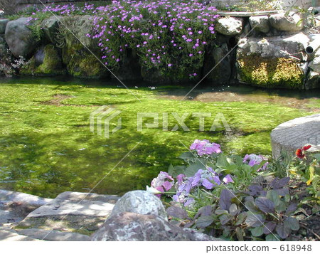 Awaigai (Mei algae [baikamo]) 618948