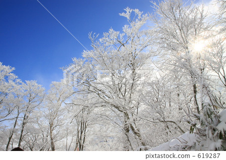覆有霜的樹 冰霜覆蓋的樹木 雪山 619287