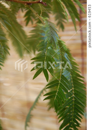 圖庫照片: 蕨類植物(植物分支) 羊齒草 天