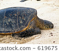 海龜@北岸夏威夷 海龜@北岸夏威夷 619675