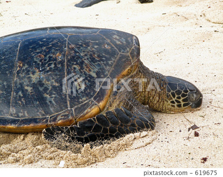 海龜@北岸夏威夷 619675