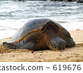 海龜 海龜 619676