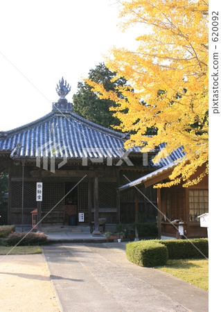 The ginkgo of the temple 620092