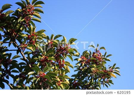 Mochinoki and blue sky 620195