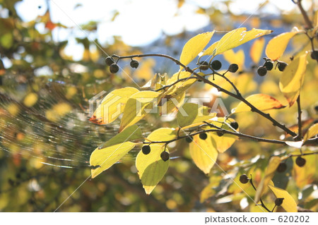 Yellow leaves of Enoki Yellow leaves of Enoki 620202