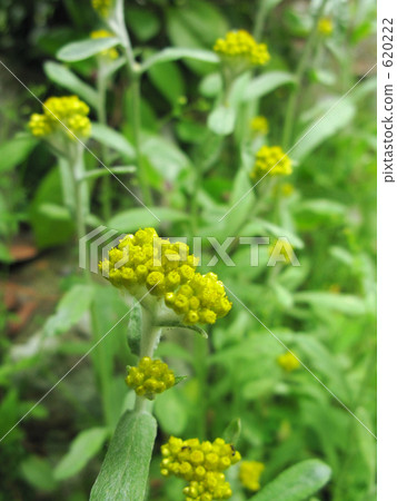 春天七草藥Ogyo 春天七草藥Ogyo 620222