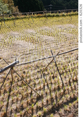 稻米作物結束的稻田 620326