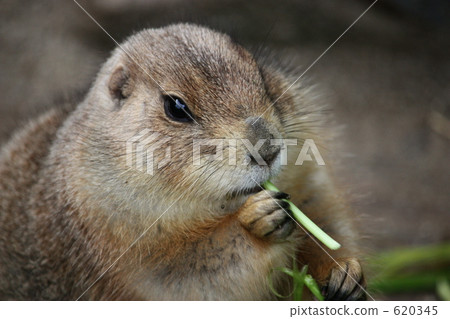 Prairie dog 620345