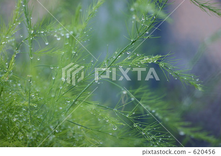 水滴 植物 植物學 620456