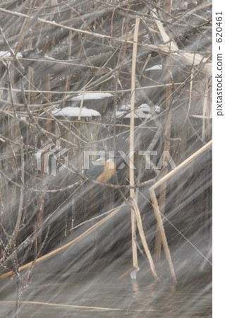 A kingfisher in a snowstorm 620461