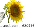 Sunflower (clipping white back) 620536