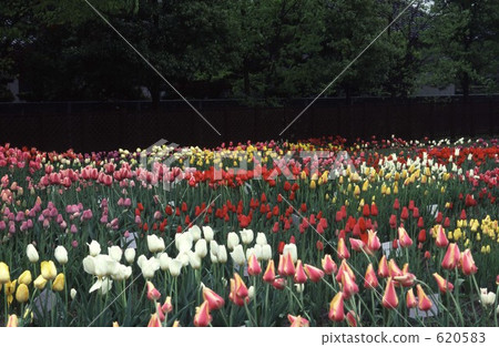 鬱金香花園 鬱金香花園 620583