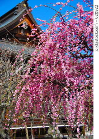 Shogansen Tenmangu神社 620922