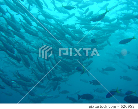 palau, bigeye trevally, underwater photograph 620955