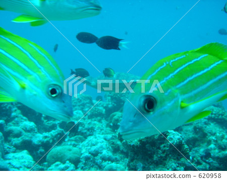 四帶笛鯛 鈀金合金 620958