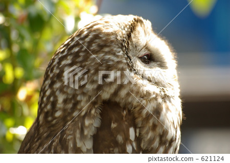 owl, animal, animals 621124