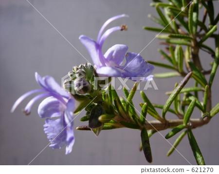 Rosemary Flower Rosemary Flower 621270
