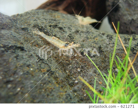 Yamato shrimp 621271