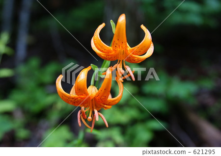 lilium lancifolium, petal, petals 621295