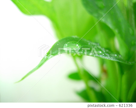Droplets on a leaf Droplets on a leaf 621336
