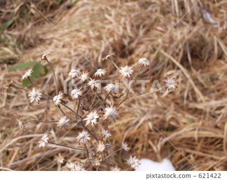 A blight of a flower 621422