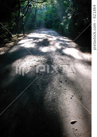 清晨的光線落在木板路上 621864