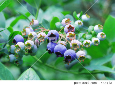 藍莓 622418