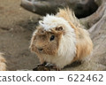 Small animals 622462