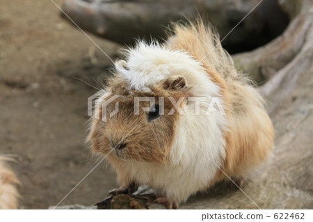 小動物 小動物 622462