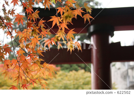 秋季樹葉神社 秋季樹葉神社 622502