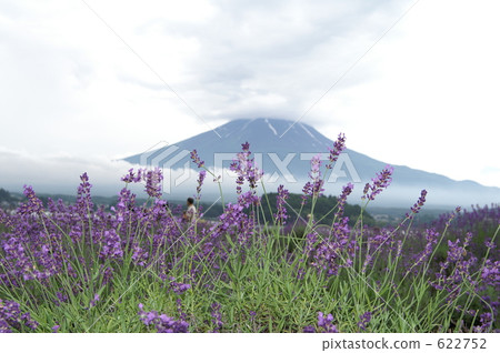 Mount Fuji Mount Fuji 622752