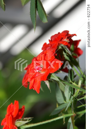 花 花 622754