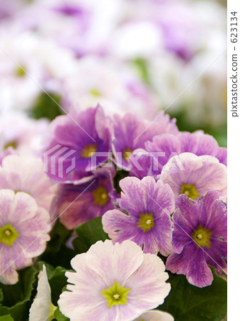 Primula · Obconica 623134