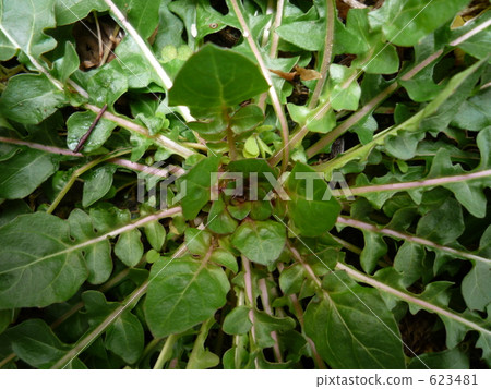 weed, weeds, lifting 623481