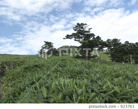 Summer bottle forest 623761