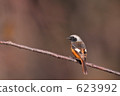 紅尾鴝 野生鳥類 野鳥 623992