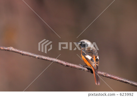 紅尾鴝 野生鳥類 野鳥 623992
