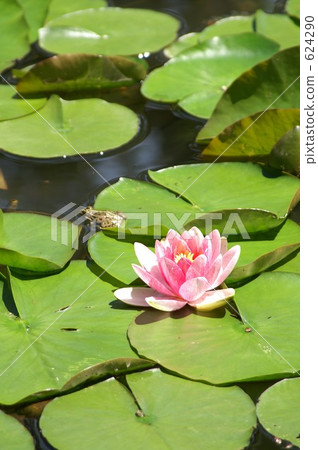 Frogs and flowers Frogs and flowers 624290