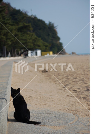 黑貓 小貓 貓咪 624351
