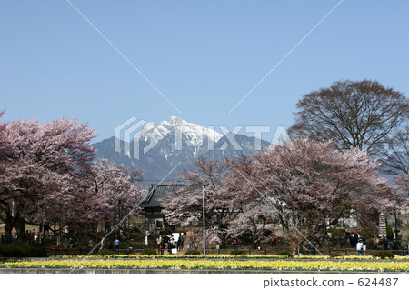 Cherry blossoms at Sageji 624487