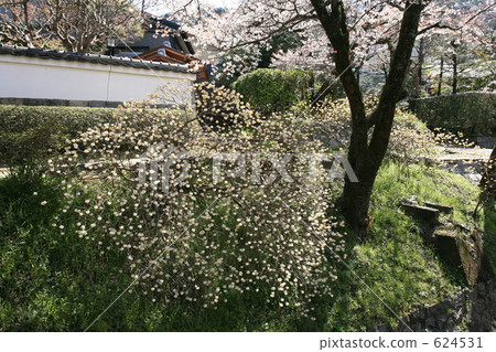 開花哲學的道路 開花哲學的道路 624531